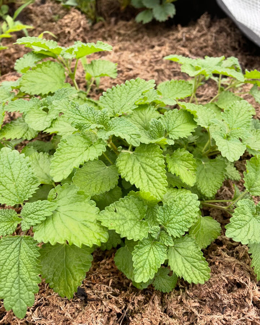 Lemon Balm, dried and chopped