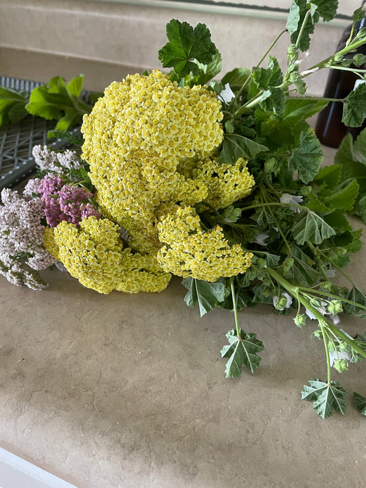 Yarrow, dried and chopped